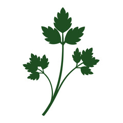  coriander flower silhouette-on-white-back-ground