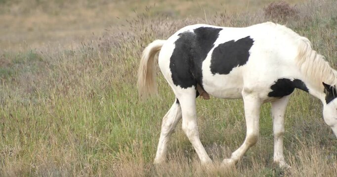 A spotted stallion pees on an autumn pasture