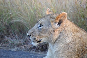 Close-up of a lioness resting with dry grass in the background, taken in natural light during golden hour.