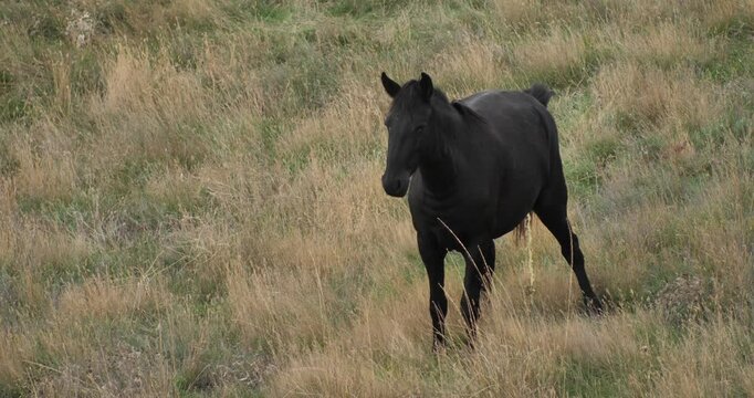 A black horse stands in the grass and pees on an autumn pasture