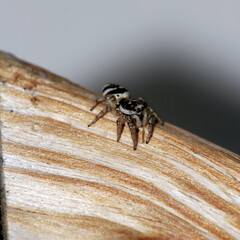 Obraz premium Springspinne mit KI erstellt+bearbeitet