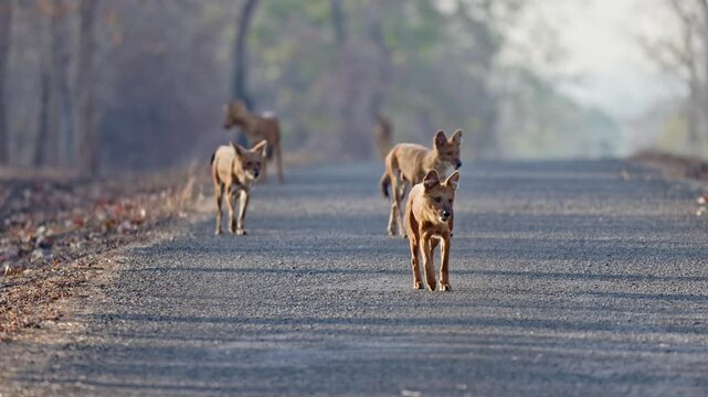 pack of dhole (Cuon alpinus) or indian wild dog, Tadoba-Andhari Tiger Reserve, India, Asia