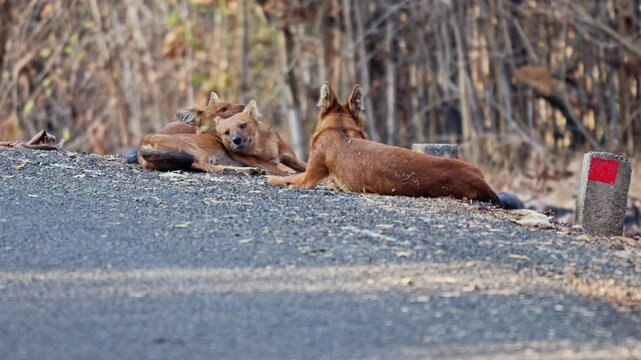 pack of dhole (Cuon alpinus) or indian wild dog, Tadoba-Andhari Tiger Reserve, India, Asia