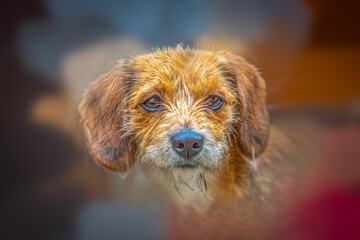 Charming Portrait of a Scruffy Mixed Breed Terrier Dog