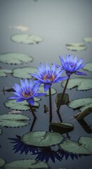 神秘的な青紫睡蓮 水面に咲く三輪の花 静寂な水面