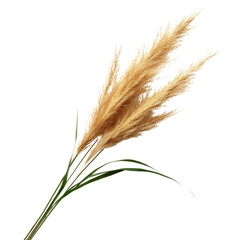 Elegant dried pampas grass with long slender green leaves for home decor, transparent background, cutout PNG