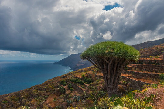 Entre dragos en alg&uacute;n rinc&oacute;n de Garaf&iacute;a, La Palma, Canarias