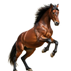 horse running isolated on white
