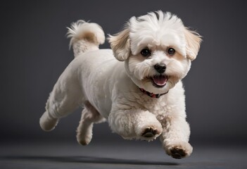 white bichon havanais dog isolated on grey studio background, adorable fluffy pet, lovely doggy 3