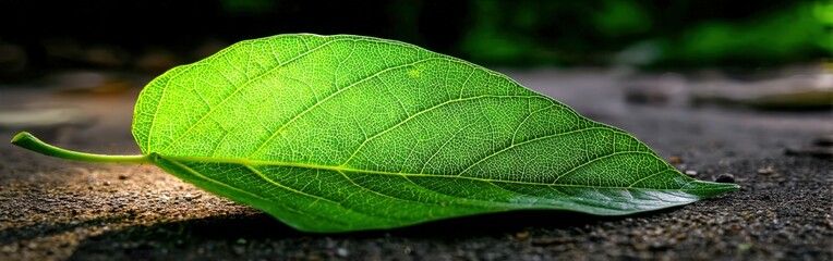 Obraz premium Green leaf lying on dark ground shows detailed vein structure