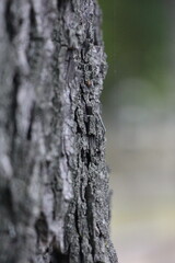 Tree bark with green background