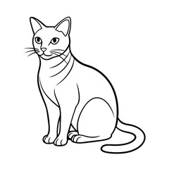 black cat on white background
