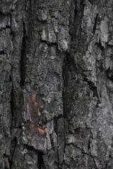 Tree bark Macro
