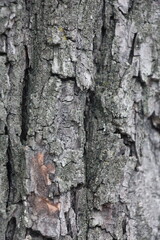 Tree bark Macro