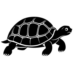 turtle on a white background