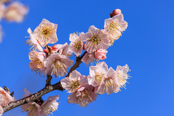 梅の花　佐布里梅