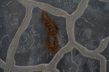 A dense swarm of red ants covers and feeds on a dead lizard on textured soil, indicating strong...