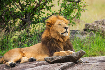 Naklejka premium Resting lion photographed on an African Safari