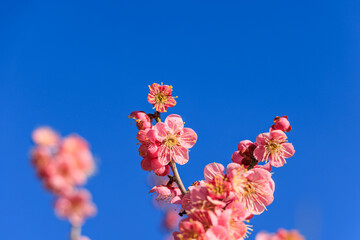 薄紅色の花梅