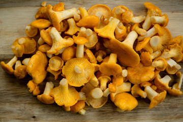 Freshly picked and washed chanterelles on the kitchen table shortly before preparing a meal in June in Latvia