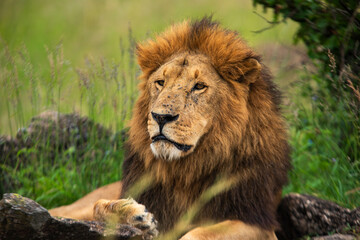 Resting lion photographed on an African Safari