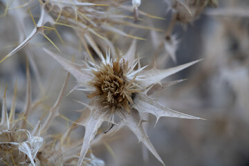 dry thistle urban area Uzbekistan by Sentyab village