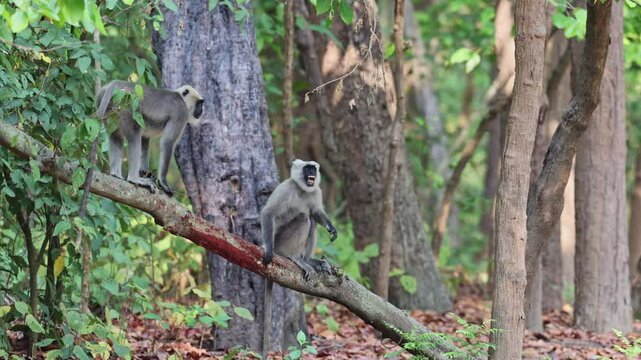 4K video of two langurs perched on a tree branch in a dense forest. Surrounded by thick foliage, the primates rest and observe their jungle habitat, offering a calm and natural wildlife moment.