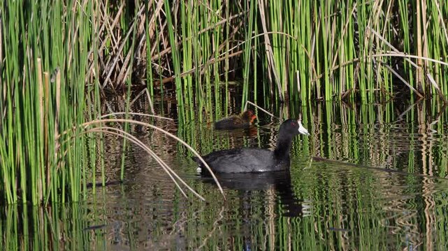 An adult Coot feeds a fledgling in a beautiful cattail marsh