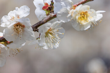 白梅の花