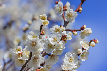 白梅の花