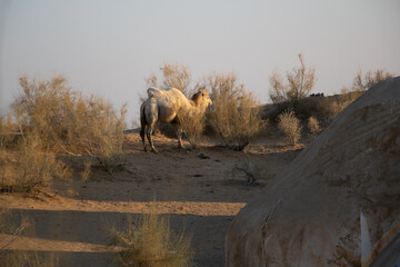 Uzbekistan desert and Yurt camp near Yangigazgan