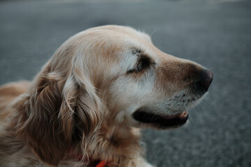 Close-up portrait of old smiling golden retriever doggy with a red collar, enjoying a calm moment...