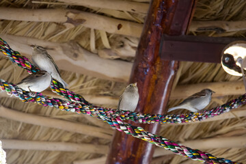 Uzbekistan desert and Yurt camp near Yangigazgan house sparrows