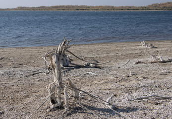  Aydar Kul Lake, Uzbekistan- salted dead wood
