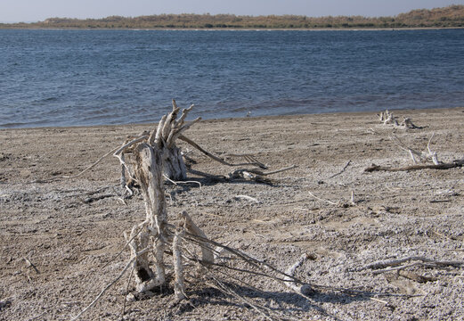  Aydar Kul Lake, Uzbekistan- salted dead wood