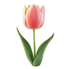 Fototapeta premium A single, vibrant tulip blossom against a black background.