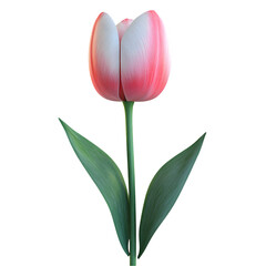 Fototapeta premium Close-up of a vibrant pink and white tulip.