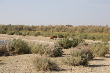  Aydar Kul Lake, Uzbekistan- cattle at the lake shore