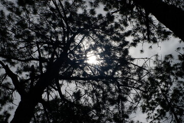 Sunlight Filtering Through Pine Tree Branches