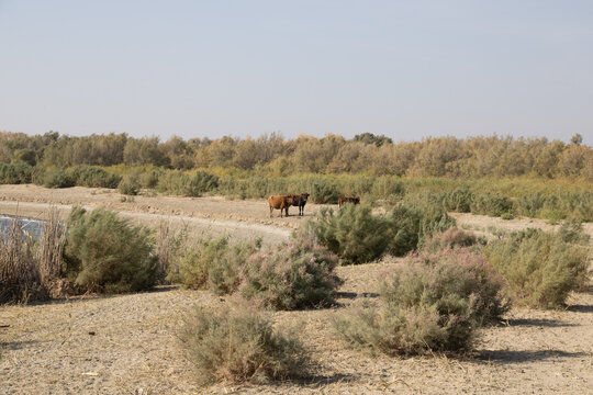  Aydar Kul Lake, Uzbekistan- cattle at the lake shore