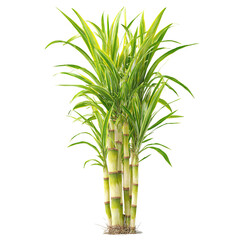 Dracaena fragrans against a dark background, showcasing its vibrant foliage and stems