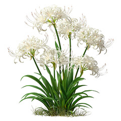 Elegant white spider lily flowers blossom against a dark background scene