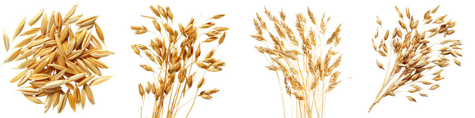 Four clusters of mature oat grains, varying in size and arrangement, showcasing the characteristic golden-yellow oat seeds and stalks.