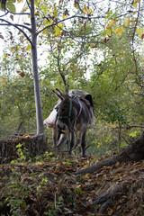 Sentyab village Uzbekistan a donkey between trees with saddle ready to work