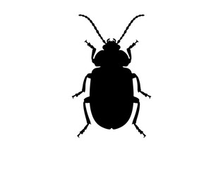Blister beetle insect in silhouette image white background.
