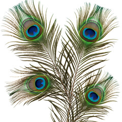 Obraz premium peacock feather on white background