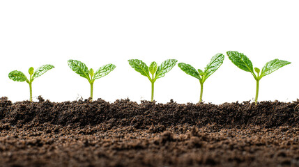 Sprouting seedlings in soil showcasing growth stages on a black background