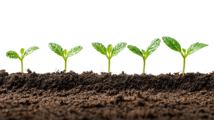 Sprouting seedlings in soil showcasing growth stages on a black background