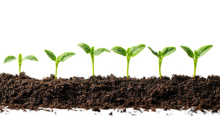 Stages of plant growth, showing a plant sprouting and growing from seed to maturity