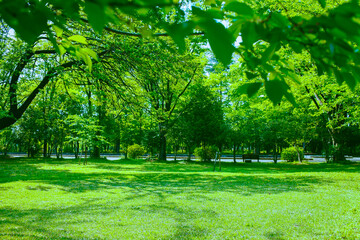 緑の公園